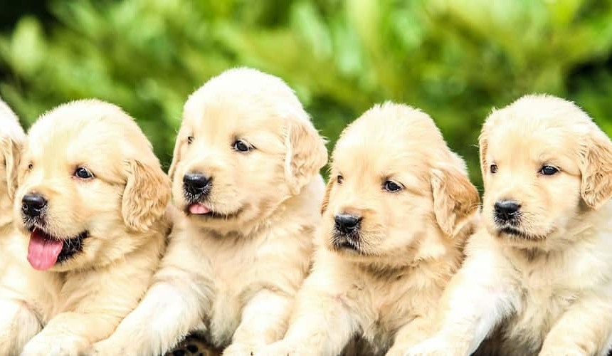Golden Retriever Welpen Vier süße Golden Retriever Welpen