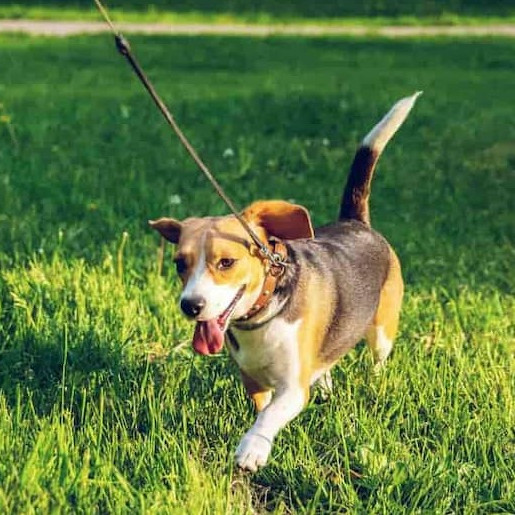 Wie schütze ich meinen Hund vor Ungeziefer?