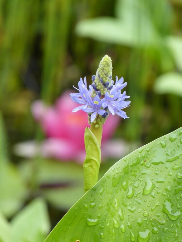 Blume am Teich Blume mit blauen Blüten am Teich mit nassem Blatt