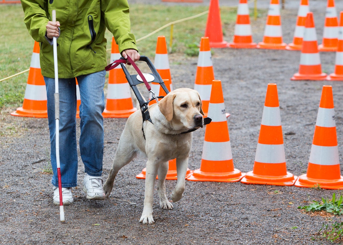 Blindenhund im Training Ein Blindenhund absolviert einen Hindernisparcours