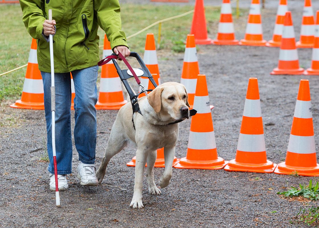Ein Blindenhund absolviert einen Hindernisparcours