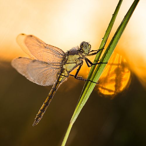 Gartenteich und Biodiversität