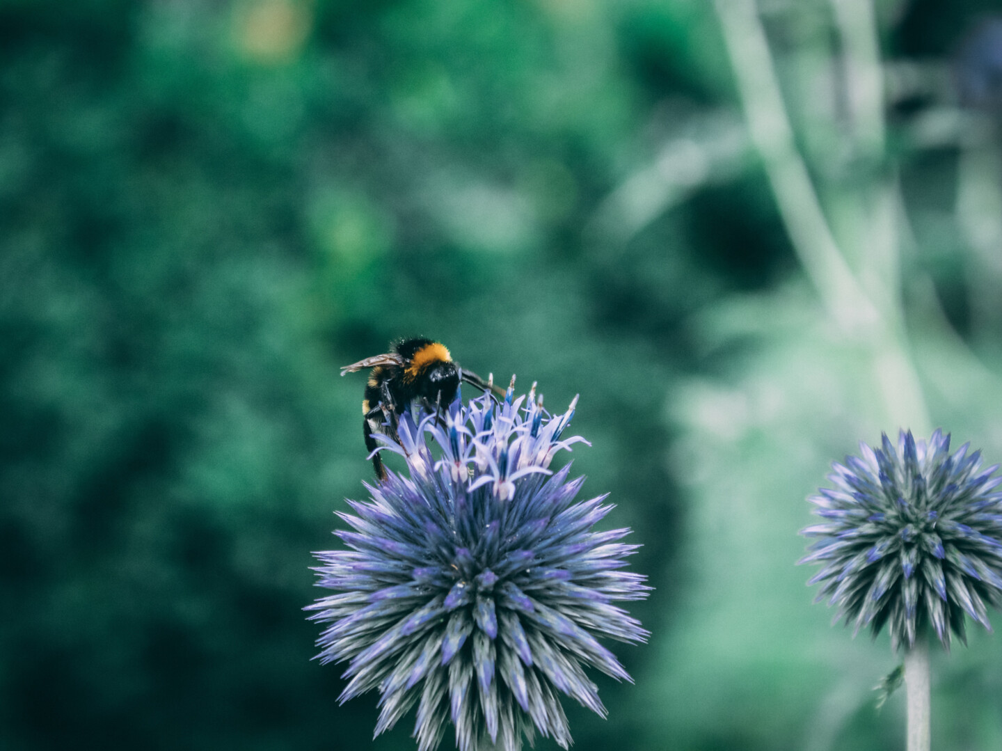 Erdhummel schlürft Nektar