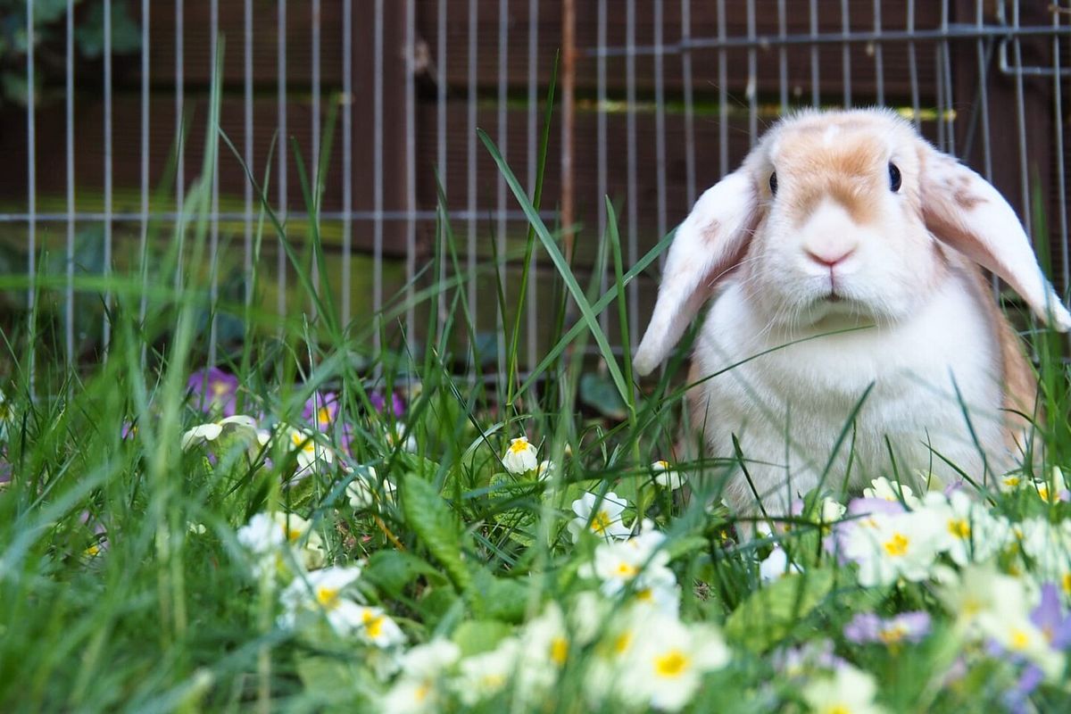 Hase im Garten
