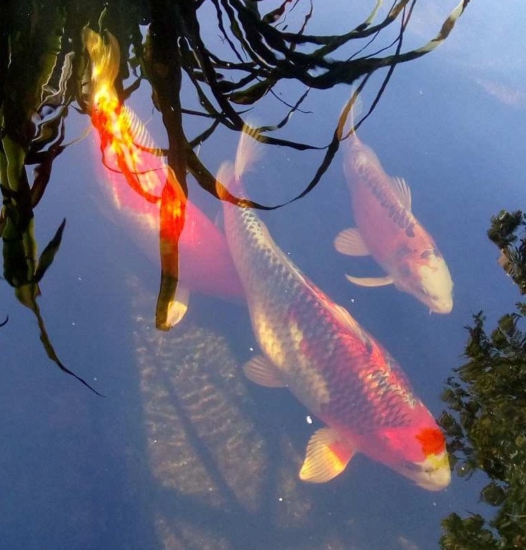 Die großen Kois funkeln in der Abendsonne. Drei Kois sind durch das klare Wasser des Teichs sehr gut zu erkennen.
