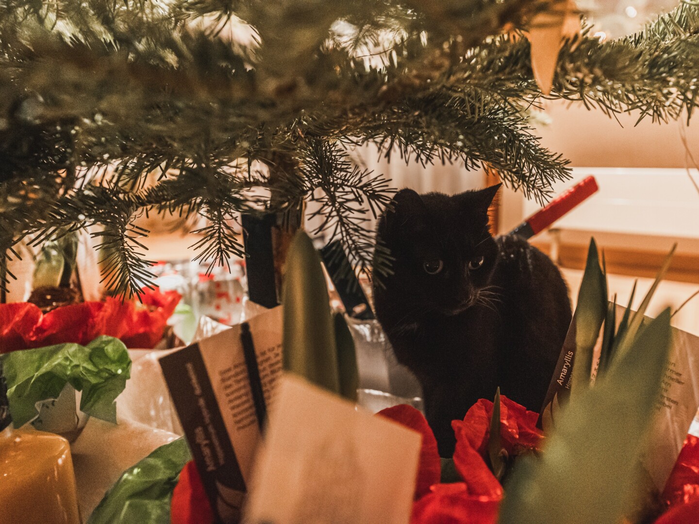 Schwarzer Kater sitzt zwischen Weihnachtsgeschenken