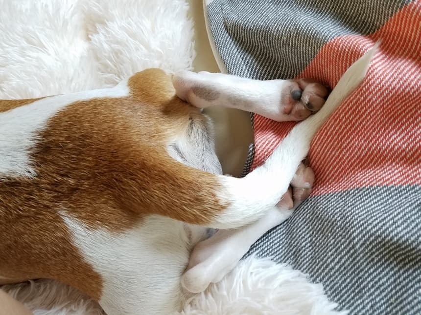 Die Genesung einer Wasserrute dauert mehrere Tage Hund liegt auf Decke uns streckt die Beine von sich