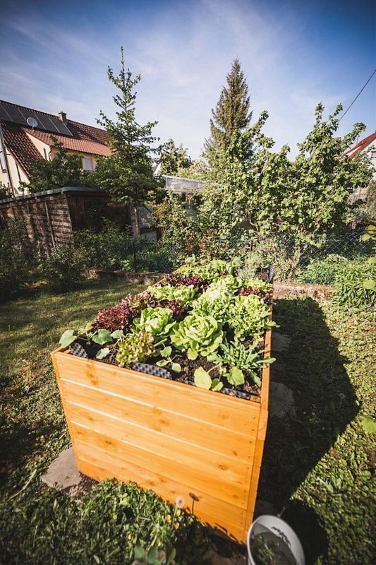 Douglasien Holzhochbeet mit buntem Salat im sonnigen Kleingarten