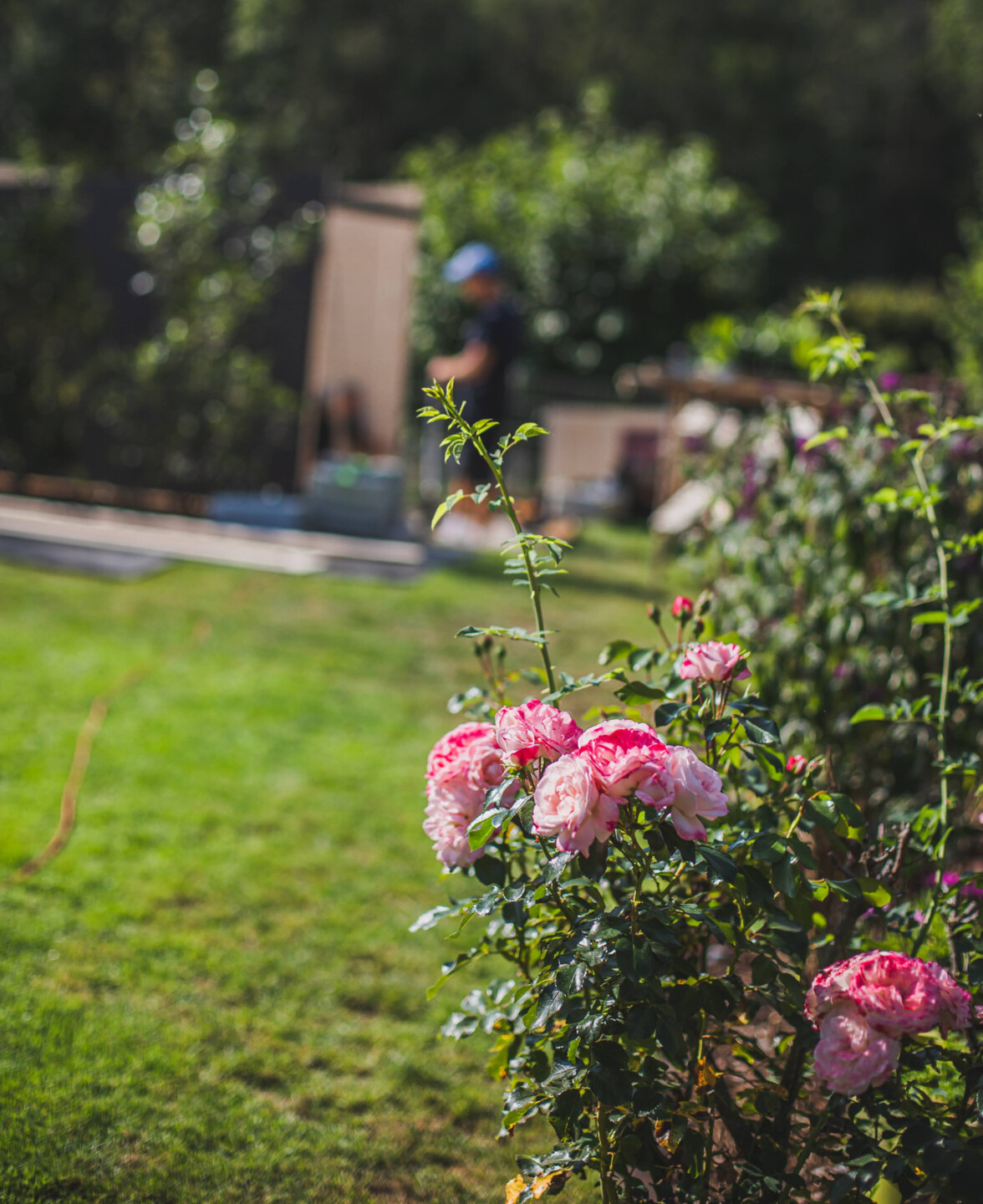 Prächtige Rosen - optimale Pflanzzeit zwischen September und November