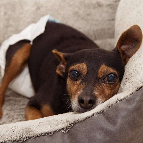 Mein Hund braucht eine Hundewindel – Was muss ich wissen?