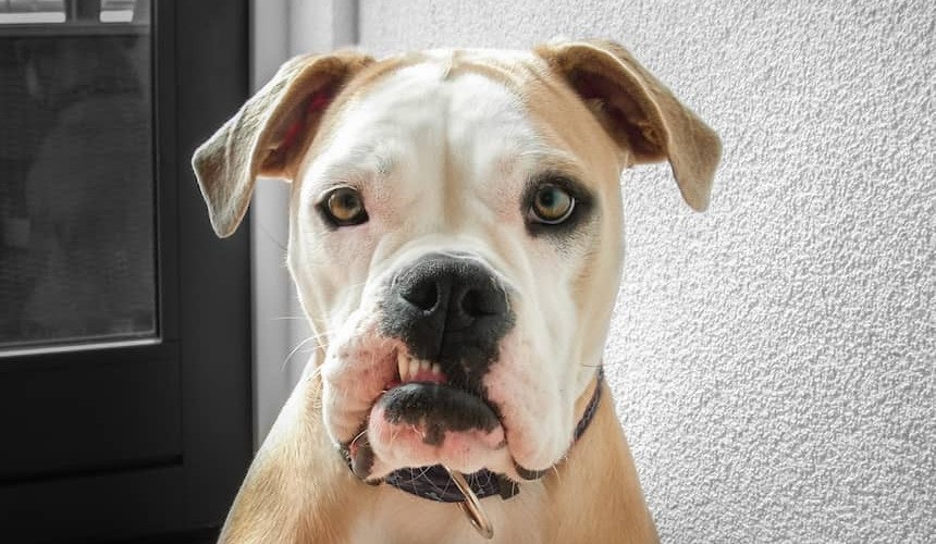 Hund mit gesunden Zähnen Zahnpflege ist auch für Hunde wichtig