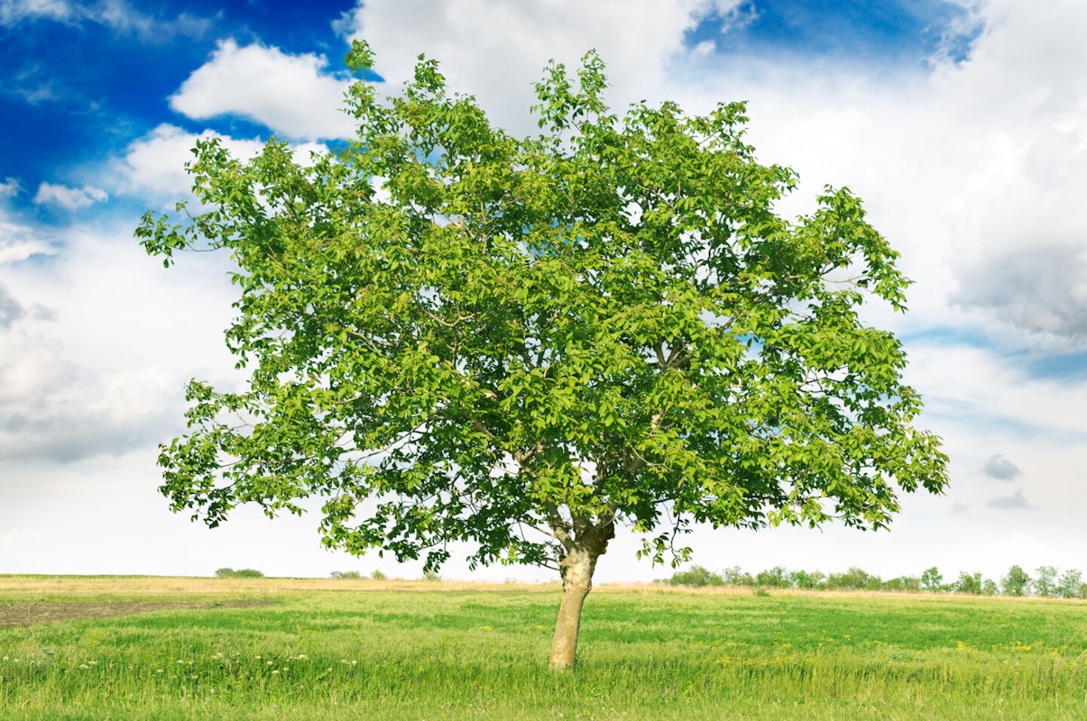 Walnussbaum Ein freistehender Nussbaum auf einer grünen Wiese bei schönem Wetter