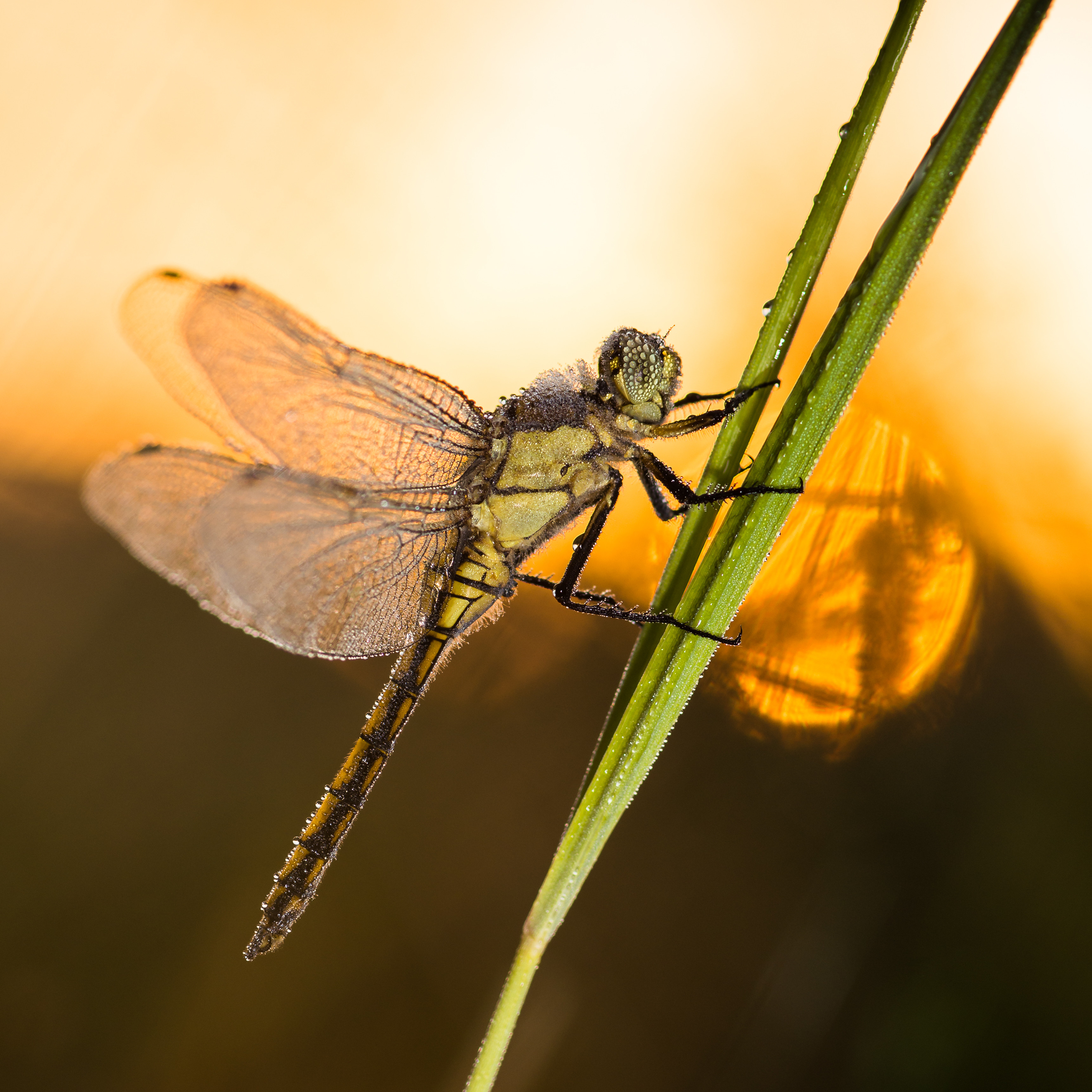 Gartenteich und Biodiversität