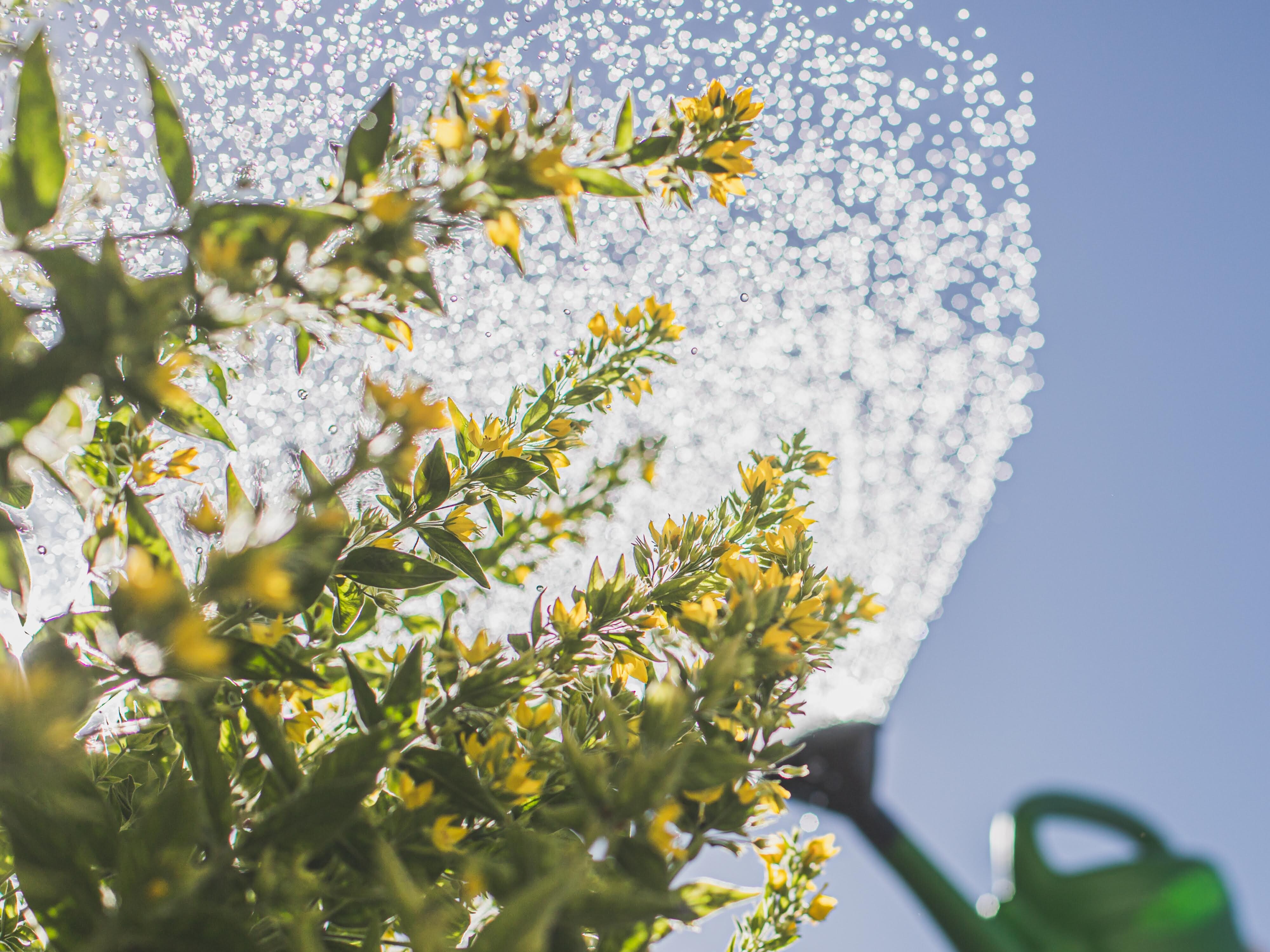 Gartenbewässerung im Sommer