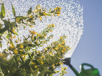 Gartenbewässerung im Sommer