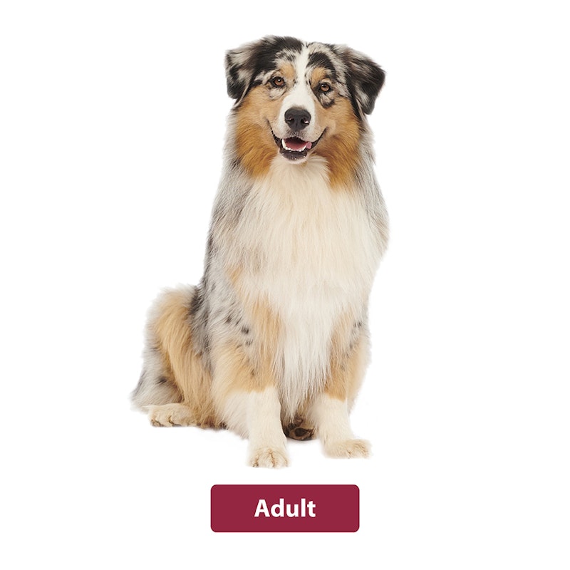 animonda Adult Hund animonda Adult Hundefutter