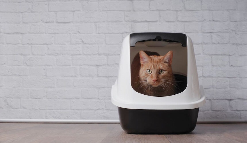 Hop-In Katzentoilette Katze sitzt in einer Top Entry Katzentoilette