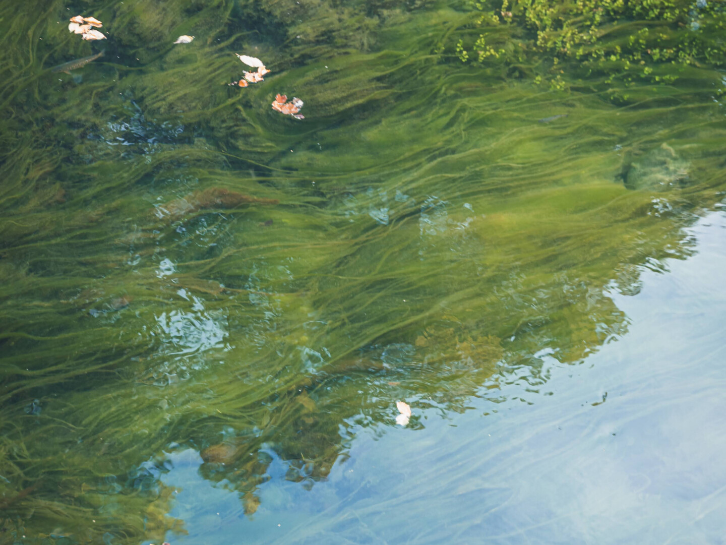 Ein Teich voller Algen