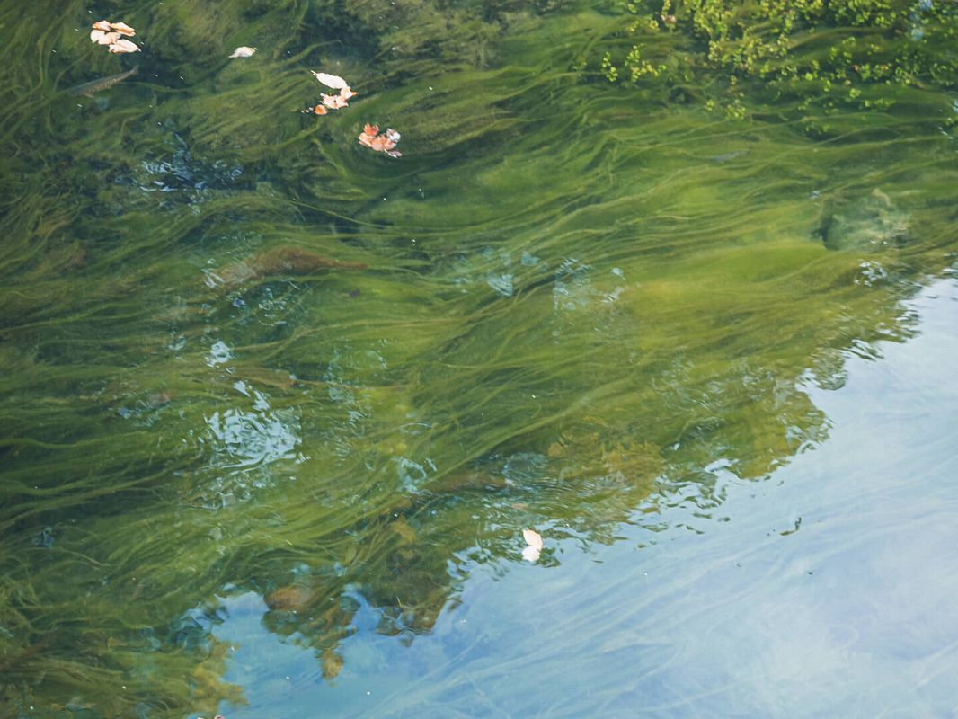 Ein Teich voller Algen