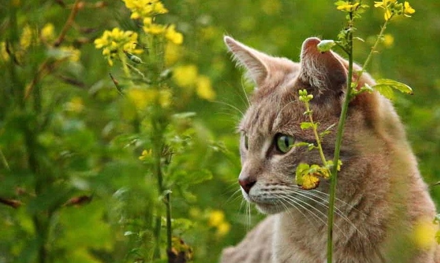 Katze im Rapsfeld Eine Katze sitzt mitten im gelb-grünen Raps