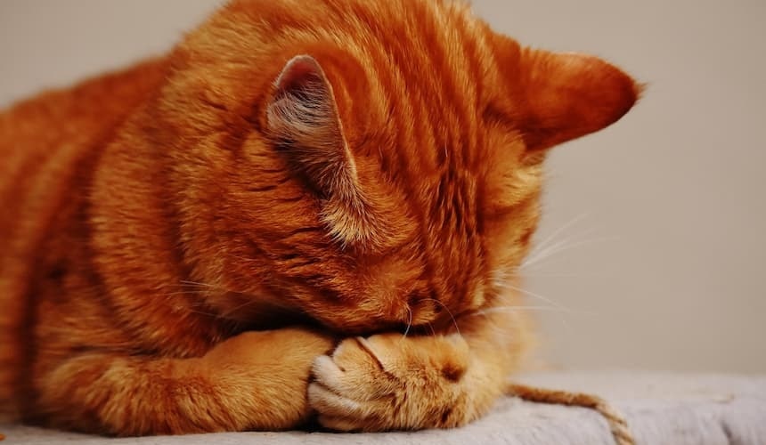 Oh wie heiß! Verhelfen Sie Ihrer Katze zu Abkühung Katze mit verschränkten Vorderpfoten