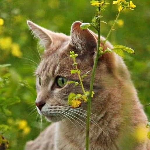 Ungezieferschutz bei der Katze