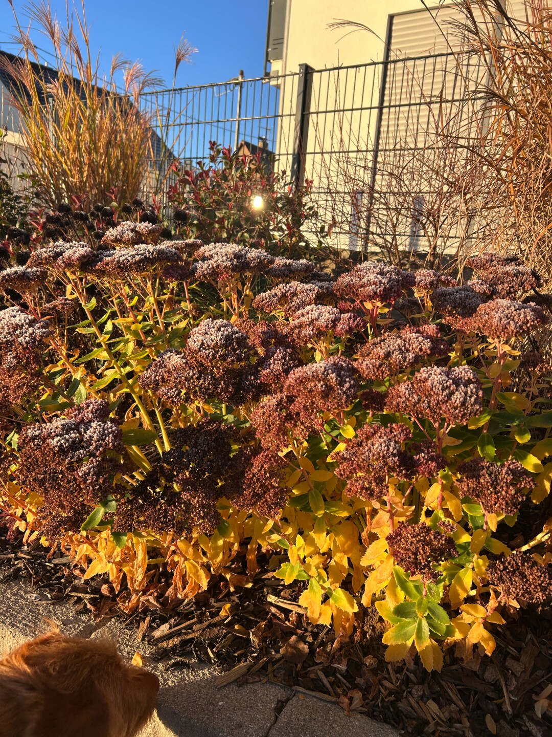 Blumenbeet mit Raureif in der Wintersonne