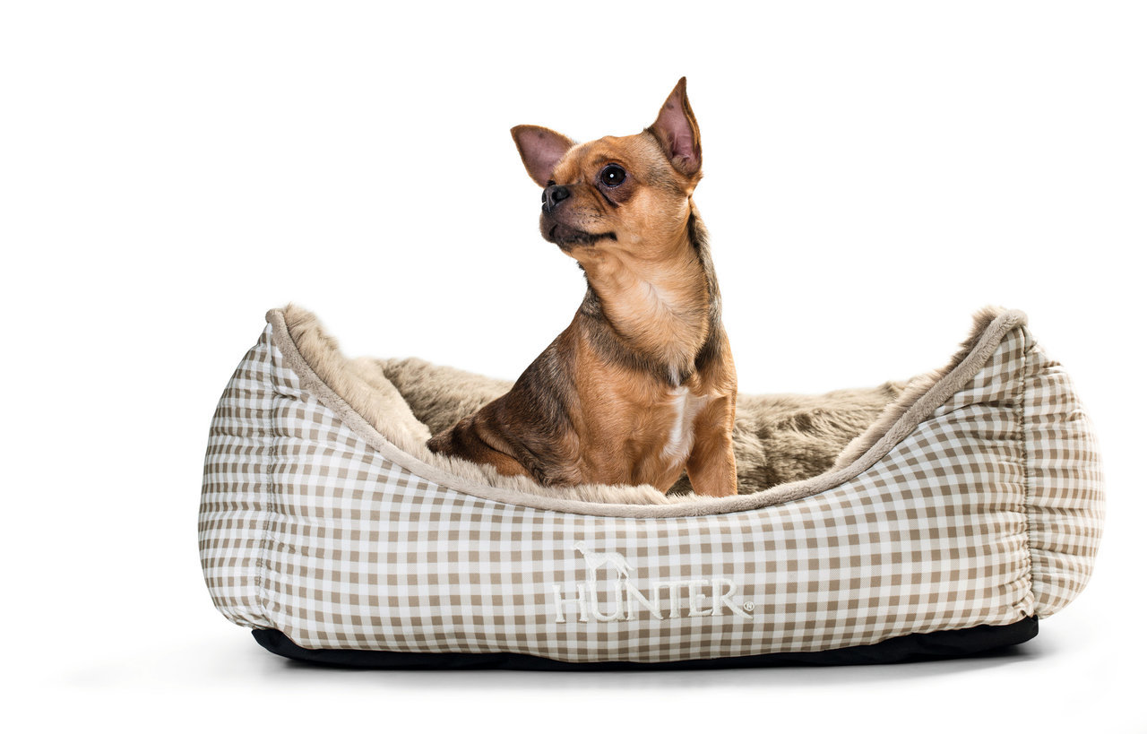 Ein Hund sitzt gemütlich in seinem Hundebett,