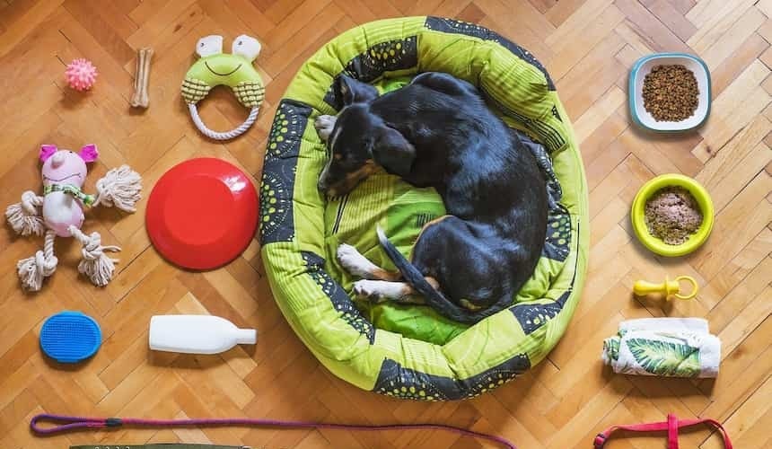 Grundausstattung für Hundebesitzer Hund in Körbchen