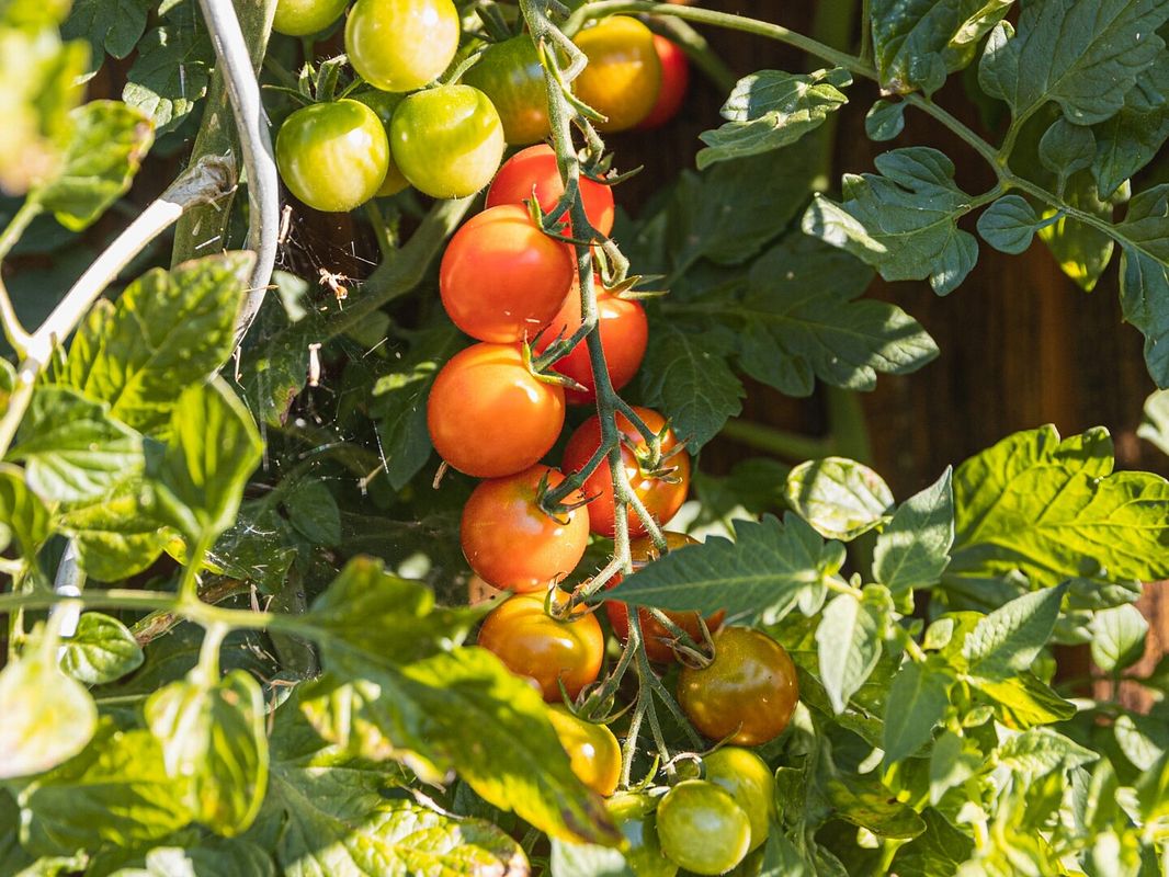 Tomatenglück im Sommer