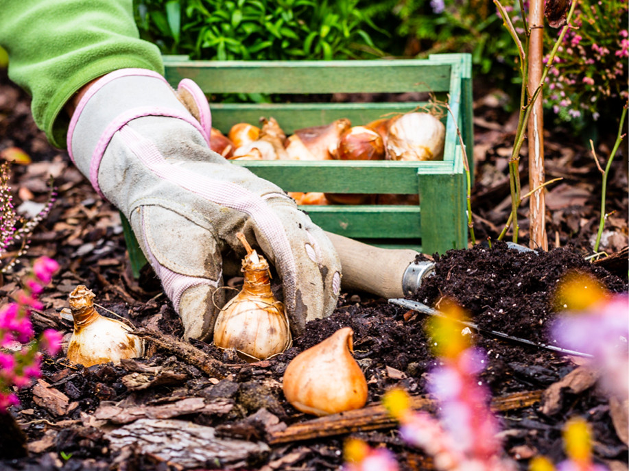 Blumenzwiebeln von kaltkeimenden Pflanzen werden im Herbst gepflanzt.