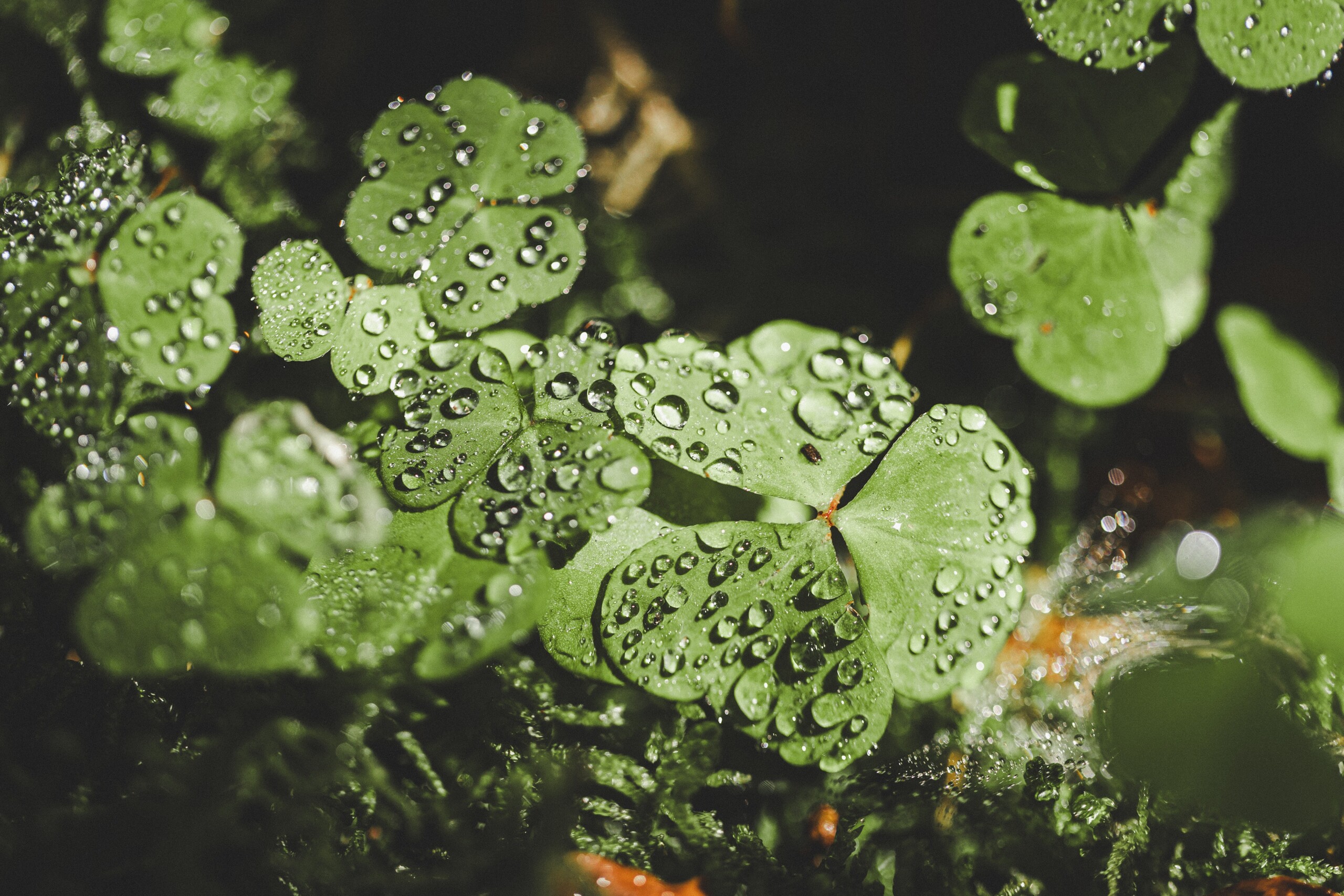 Regenwasser nutzen mit Erd-Tanks Teaser Bild 1