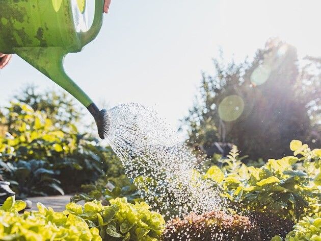 Gießen im Sommer: das A und O