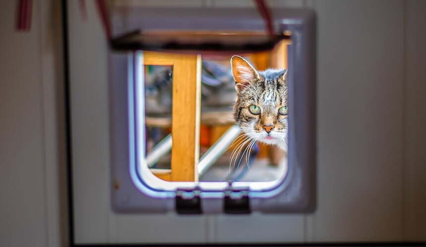 Katzenklappe Katze guckt durch Katzenklappe