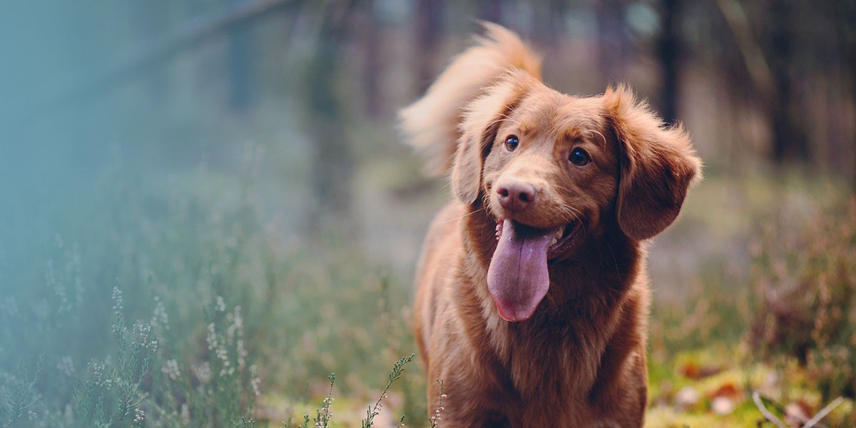 Rinti Hundefutter