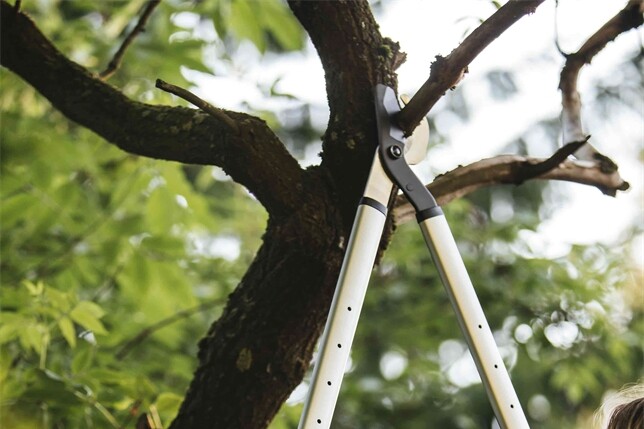 Herbstschnitt für Obstbäume