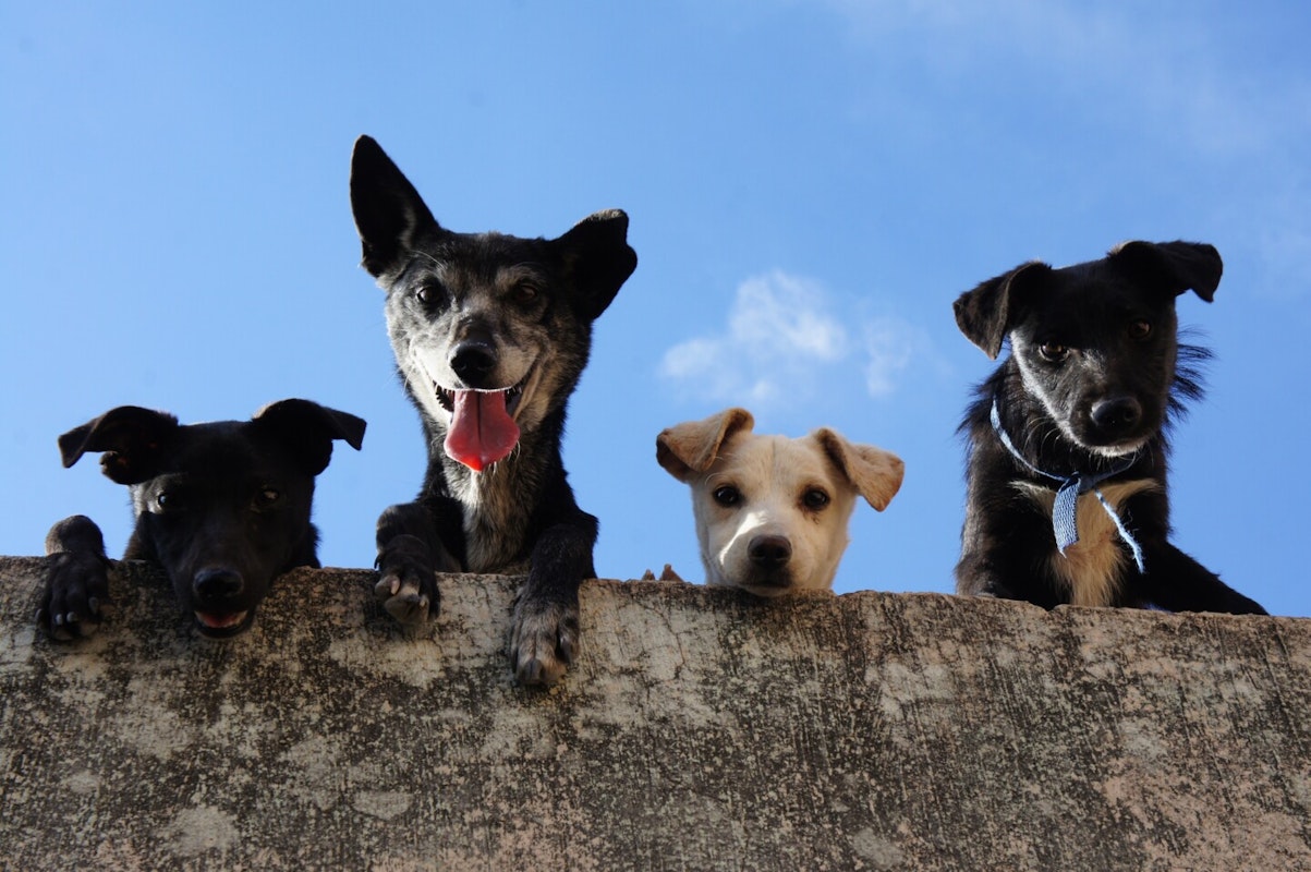 bosch Markenwelt Hunde Mehrere kleine Hunde schauen über eine Mauer