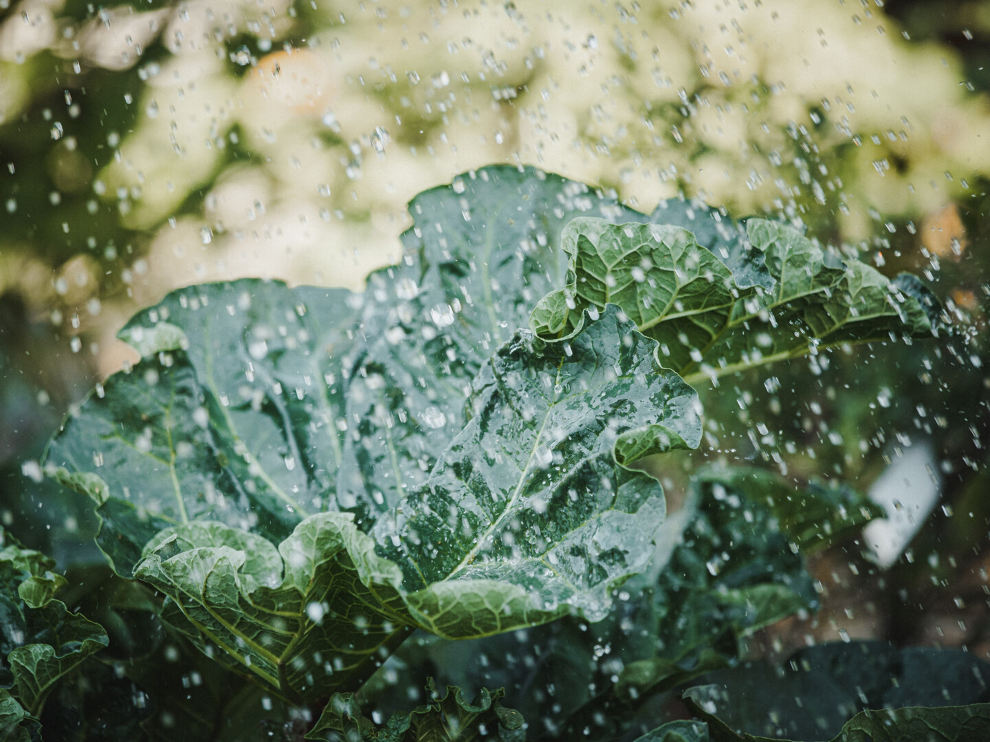 Gießen Sie Salat und anderes Gemüse