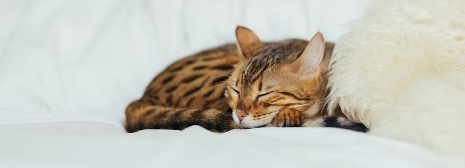 Eine getigerte Katze schläft auf einer weißen Decke