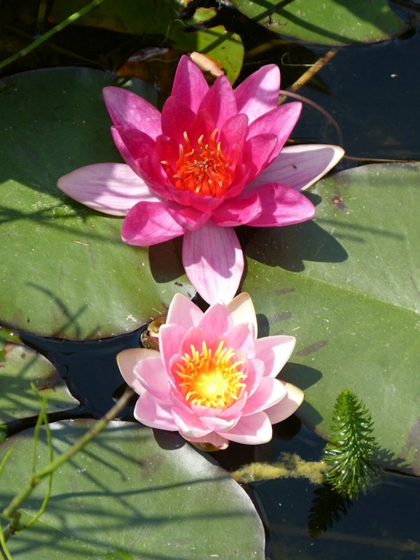 Seerose Seerose mit zwei rosa Blüten
