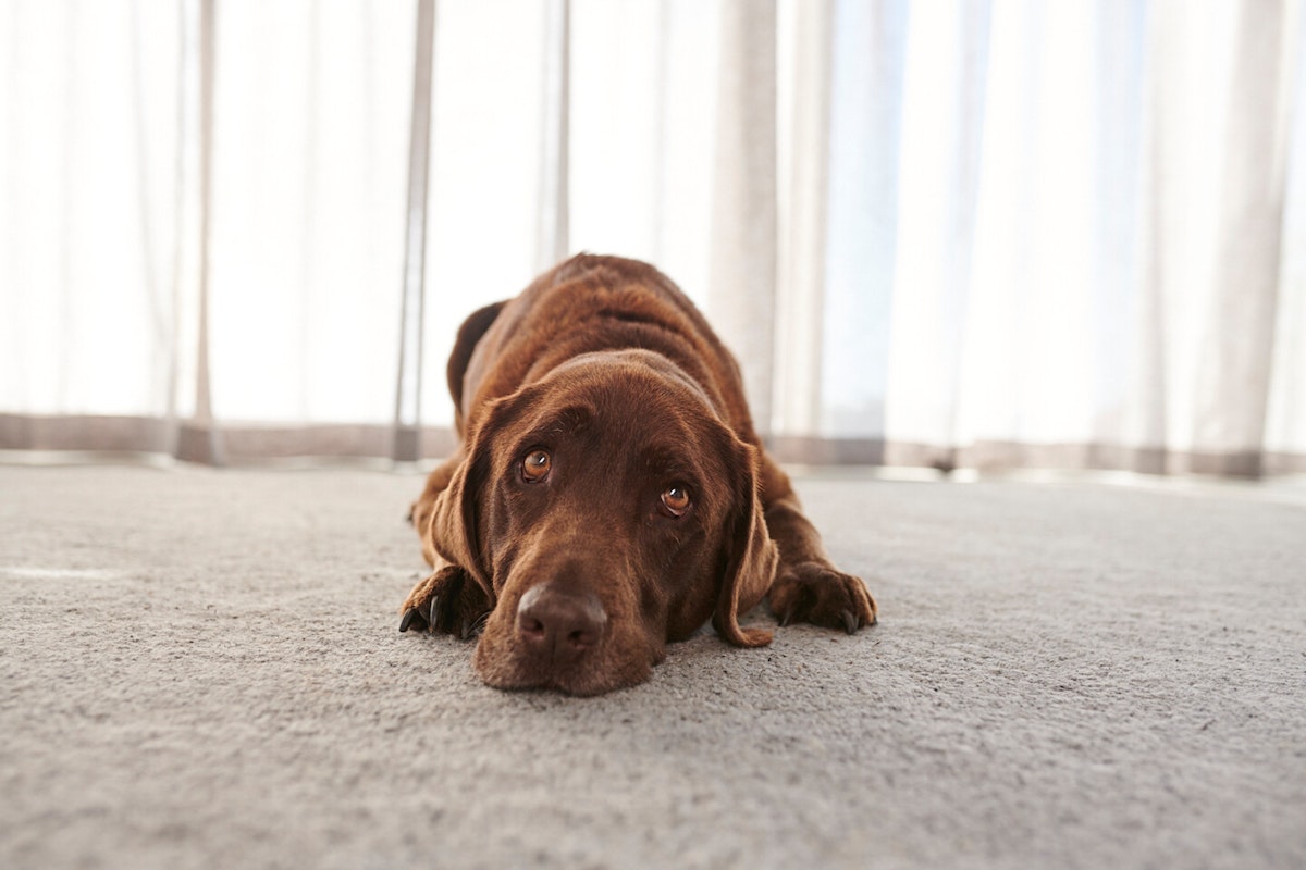 Kranker Hund Spezialnahrung für kranke Hunde