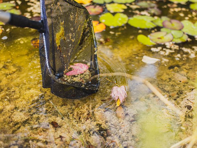 Teichpflege im Herbst