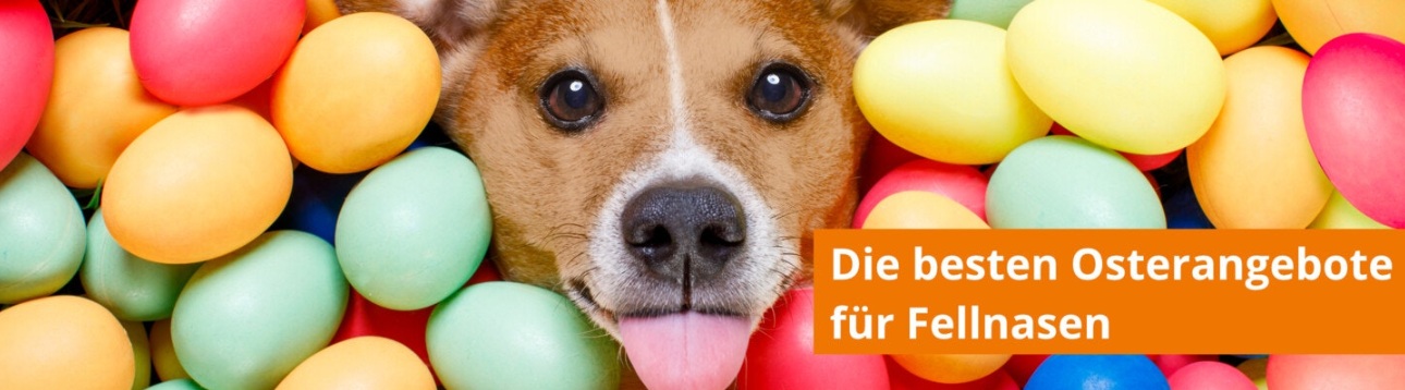 Osterangebote für Hunde