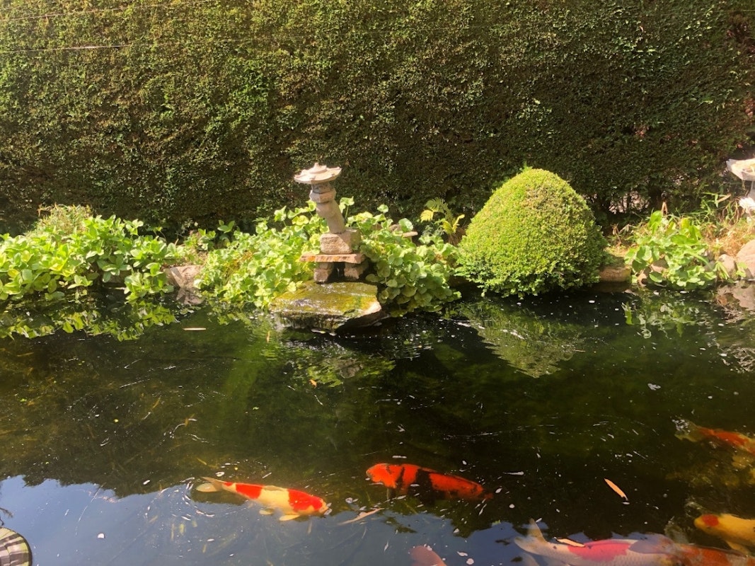 Kois im Wasser, Teichrand