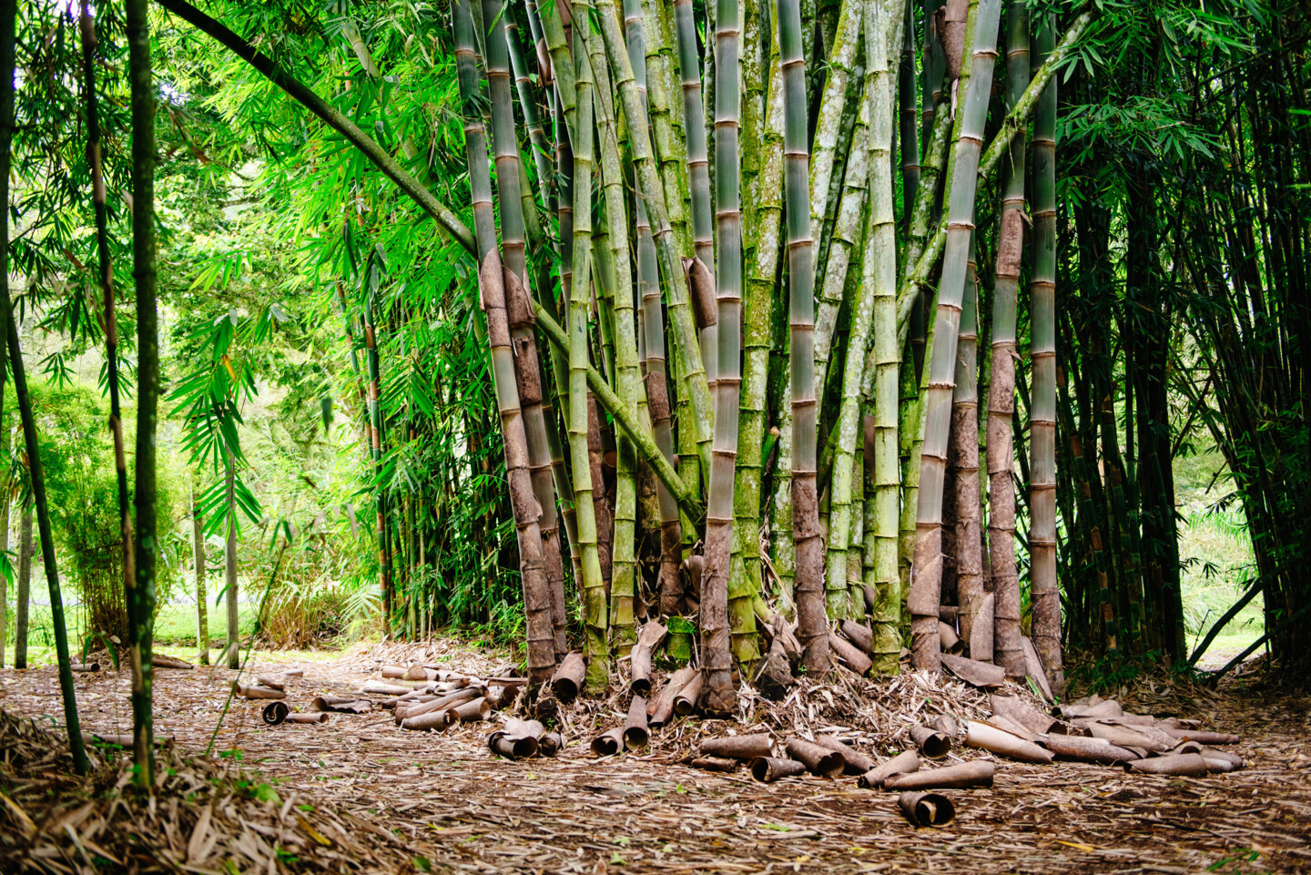 Ein Hain aus vielen Bambuspflanzen