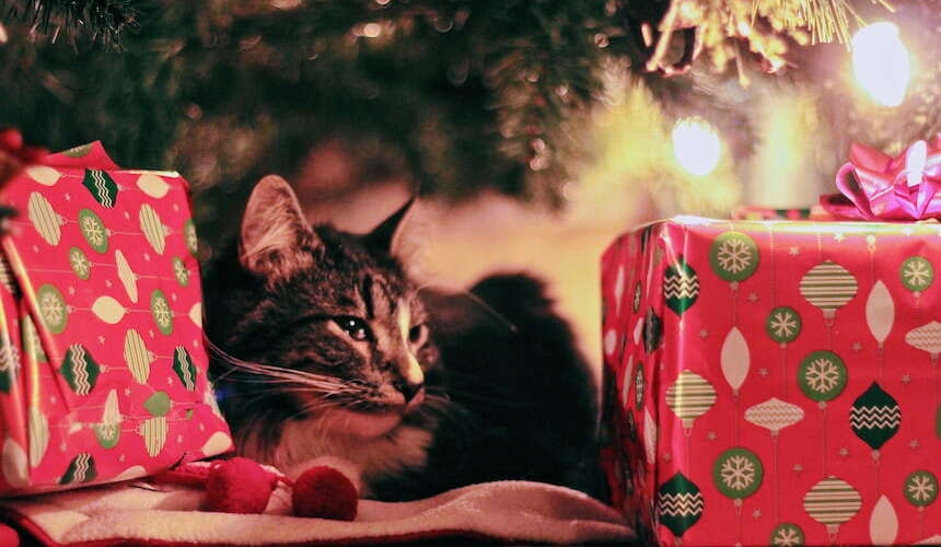 Katze an Weihnachten Katze liegt zwischen Geschenken unter dem Weihnachtsbaum