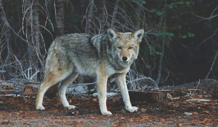 Barfen greift den Speiseplan von Wölfen auf. Wolf am Waldrand