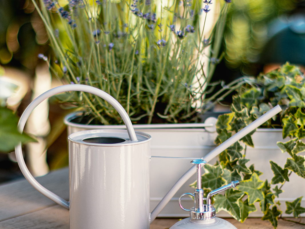 Lavendel ist eine hitzetolerante Pflanze und braucht nur wenig Wasser Lavendel ist eine hitzetolerante Pflanze und braucht nur wenig Wasser