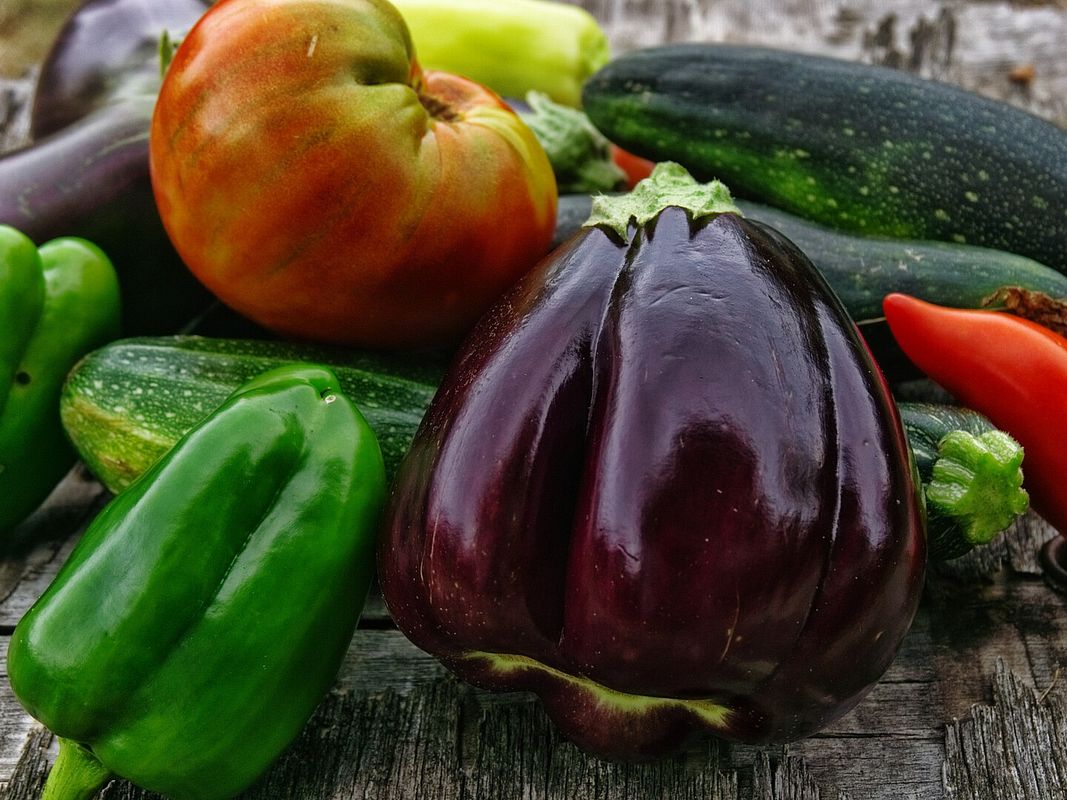 Zucchiniernte