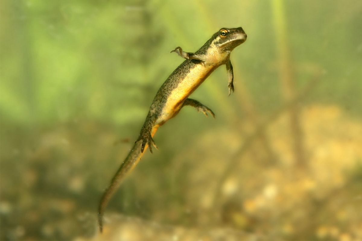 Das glasklare Wasser ermöglicht schöne Unterwasseraufnahmen! Ein Teichmolch scheint im glasklaren Wasser zu schweben